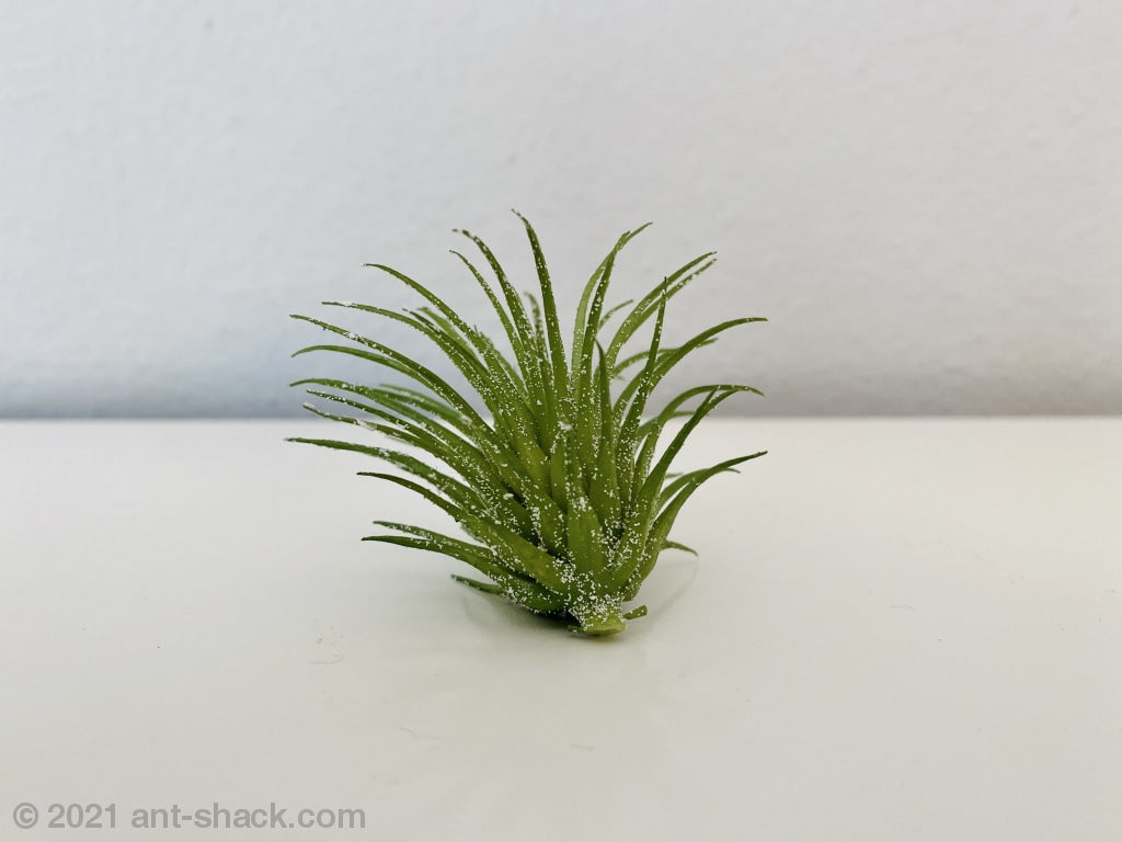 Artificial Airplant Decoration