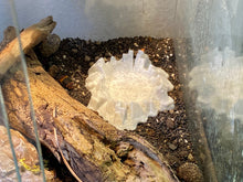 Load image into Gallery viewer, Terrarium Feeder &quot;Crater&quot; - Marble colored Feeder for Geckos, Lizard &amp; Siders