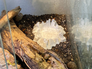 Terrarium Feeder "Crater" - Marble colored Feeder for Geckos, Lizard & Siders