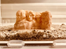 Cargar imagen en el visor de la galería, Large Ant Outworld Kit Mount Rushmore Farm Arena
