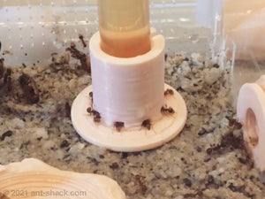 Liquid Ant Feeder