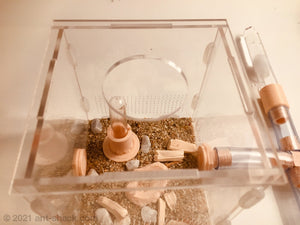 Natural Ant Habitat Kit - Medium All-In-One